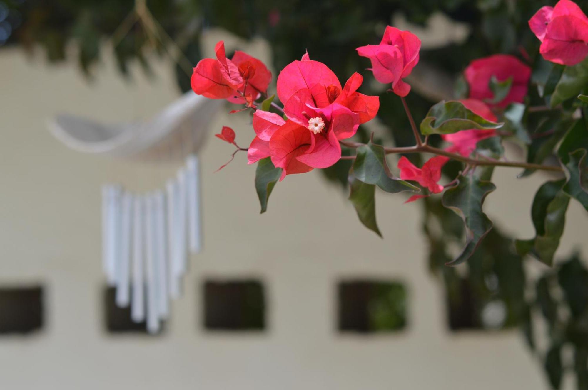 Cottage On Diamond Street ซวาคอปมุนด์ ภายนอก รูปภาพ